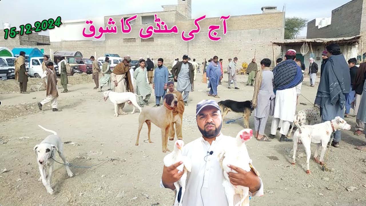 Episode 2  | 15 -12 -2024 Kohat | Etwar Mandi | SUNDAY DOG MANDI   KOHAT DOG MANDI 2024