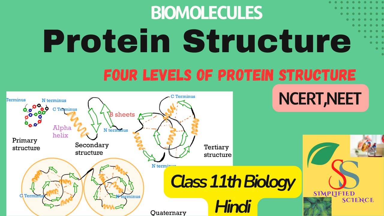 Structure of Proteins ,4 level of protein structure./ Biomolecules,Class 11,NCERT ,CBSE,NEET