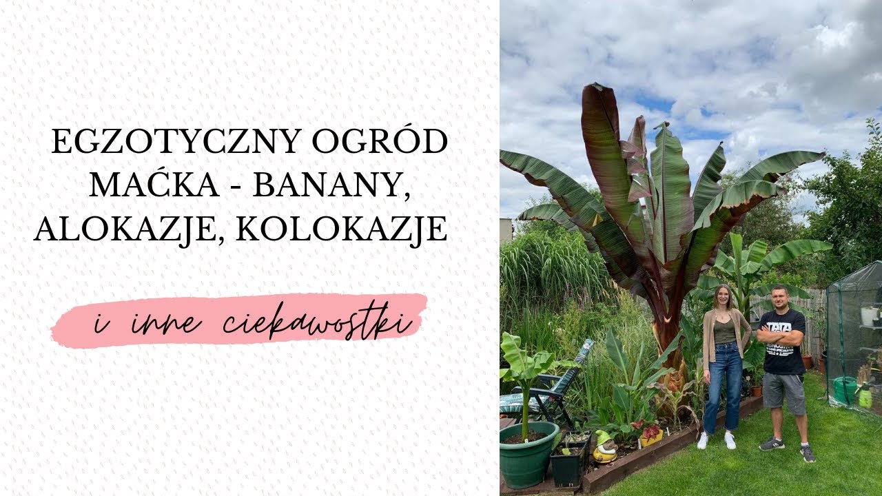 Egzotyczny ogród Maćka - banany, alokazje, kolokazje i inne ciekawostki