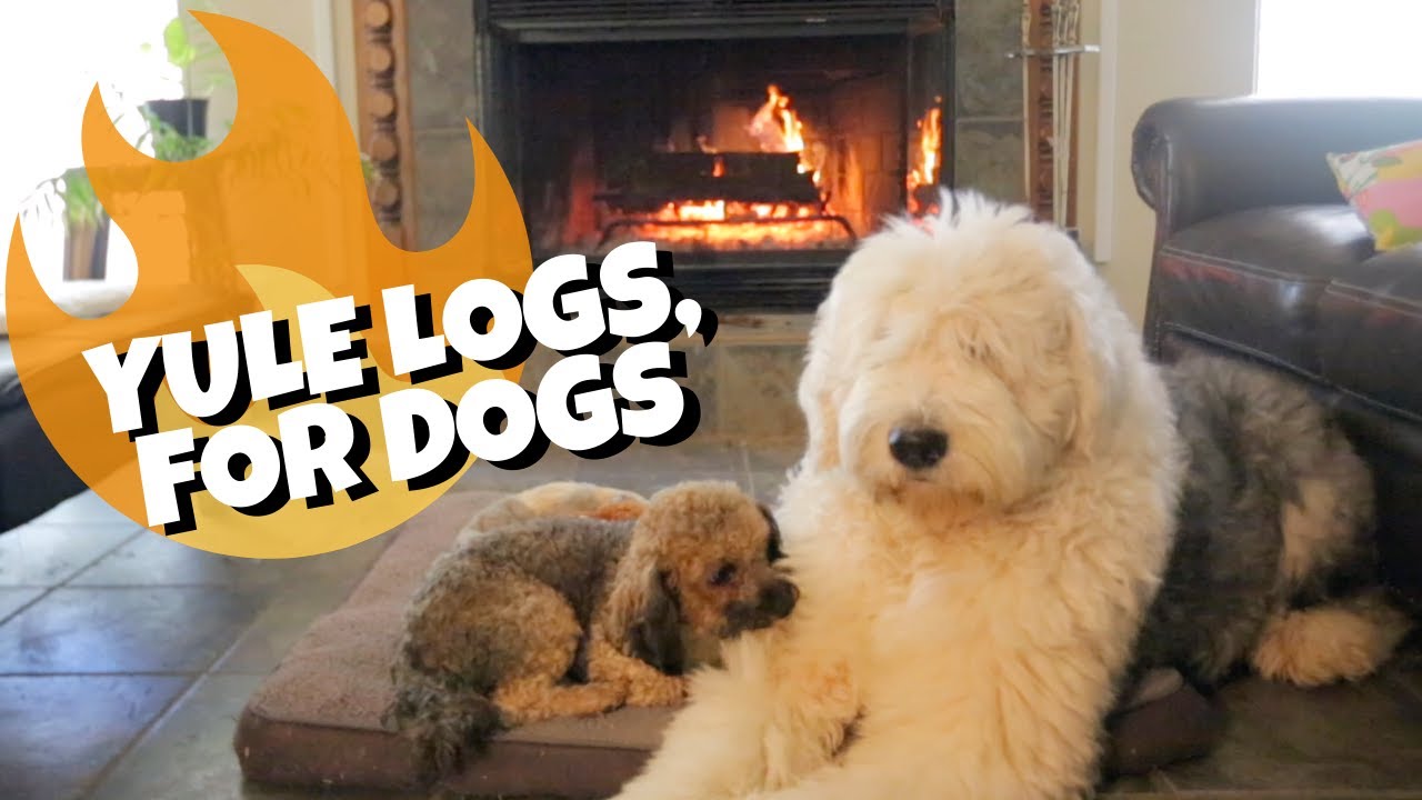 Old English Sheepdog enjoying Yule Log┃Ed&Mel