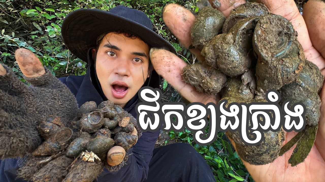 មិនធម្មតា! ធ្លាប់ដើររកខ្យងក្រាំង ឬ ដើរជីកខ្យងក្រាំងអត់ !