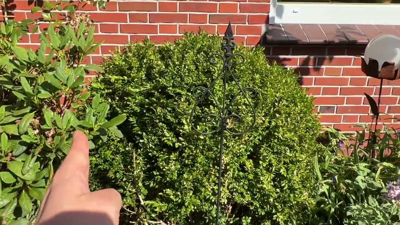 Der Buchsbaum (Japanische Stechpalme oder ilex) der kunstvolle Freund im Garten und Vorgarten