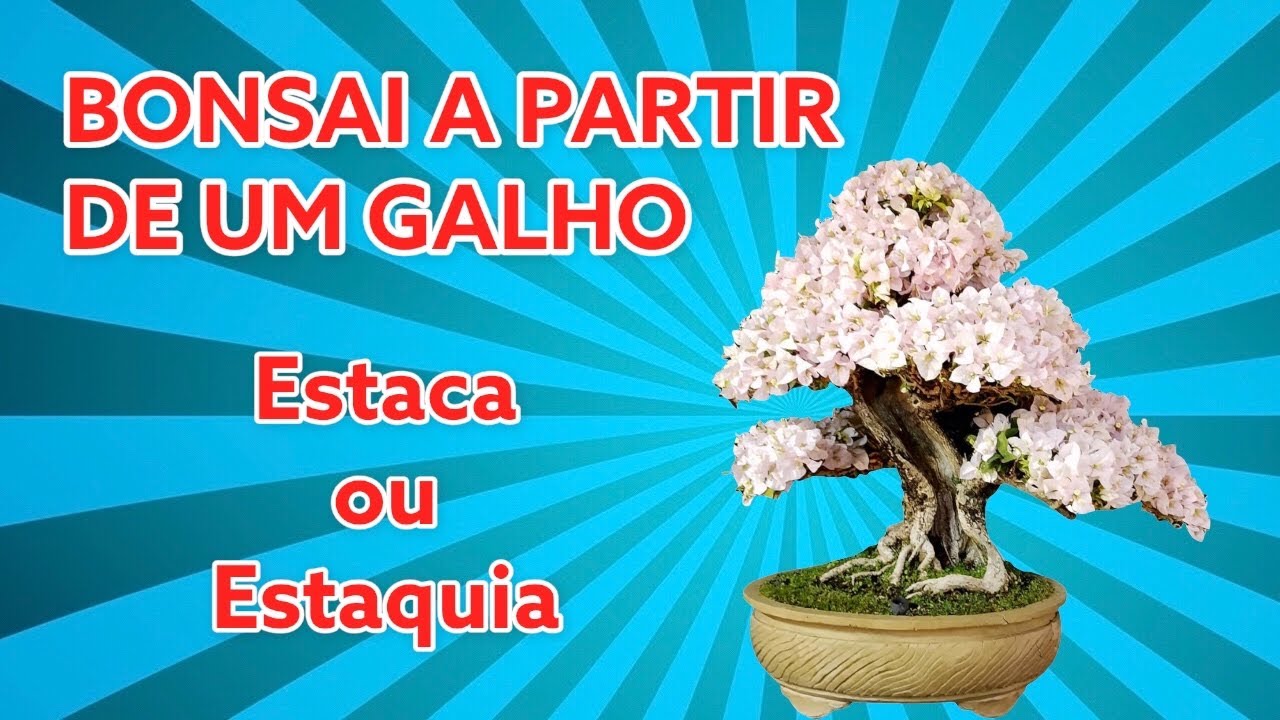 Como fazer Bonsai a partir de estaca - Dicas para vingar a estaca