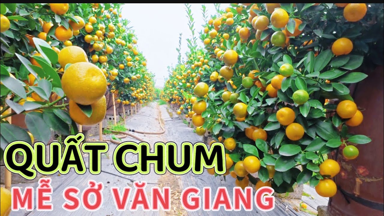 ĐẸP BẤT NGỜ. QUẤT CHUM MỄ SỞ- số lượng khủng 