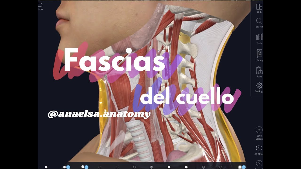 Fascias del cuello