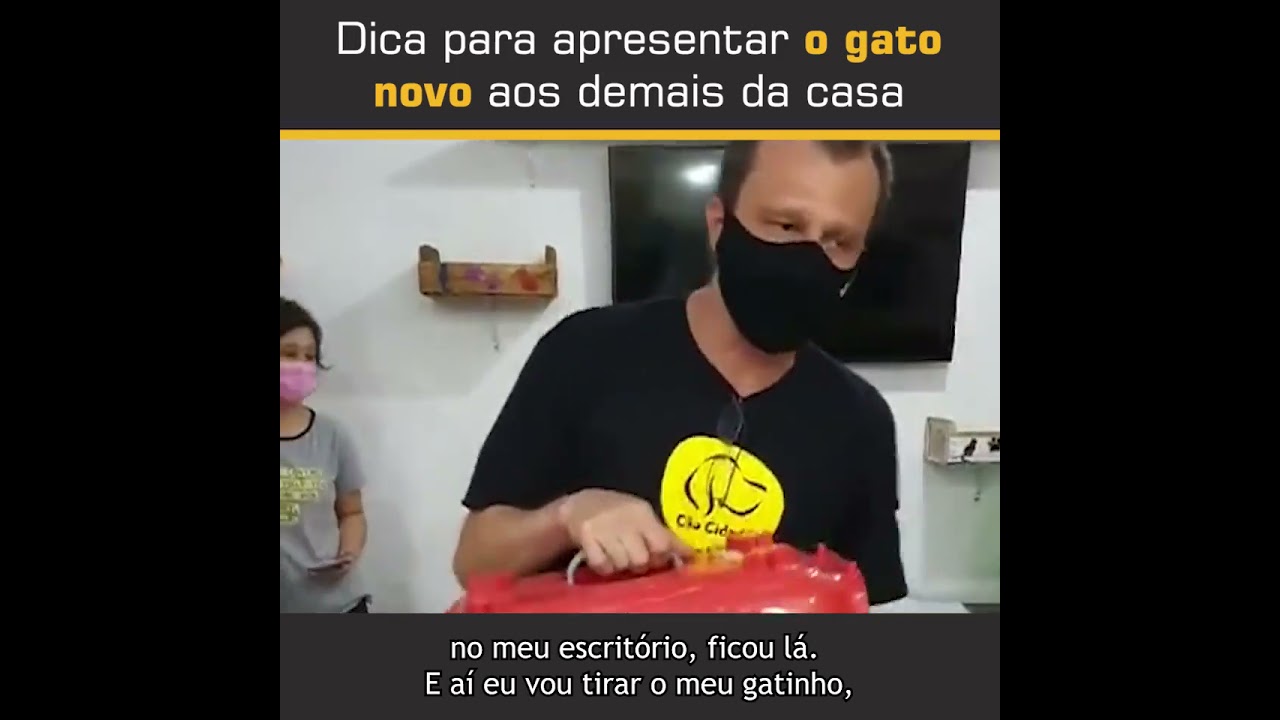 Dica para apresentar o novo gato aos demais da casa