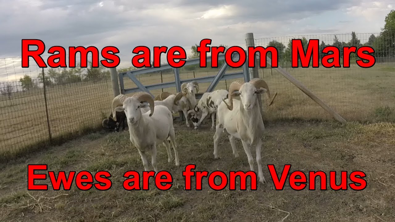 Dealing with Painted Desert rams