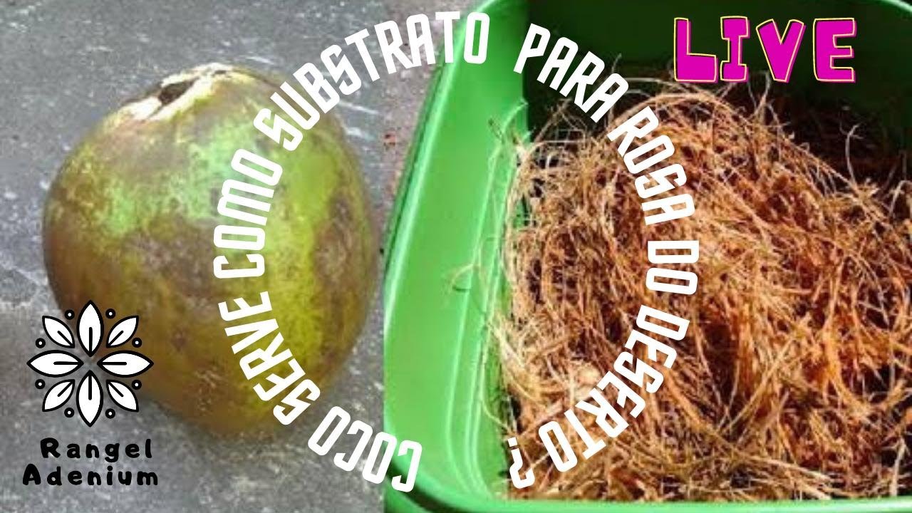 Côco serve como substrato para Rosas do Deserto? #42