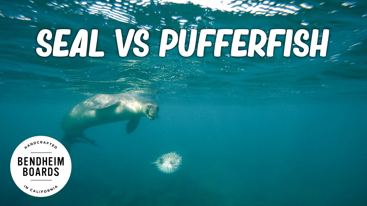 Hawaiian Seal playing with a Pufferfish