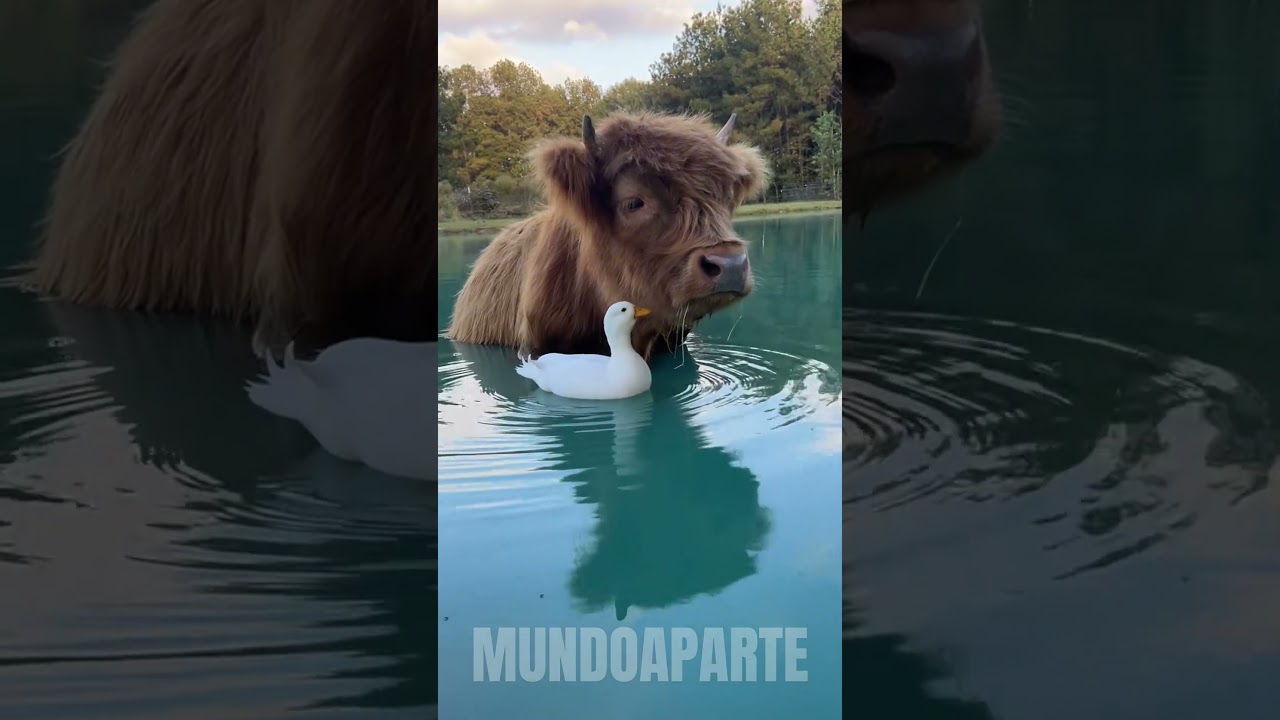MINI VACA.  #bicho #animals #curiosidades #minivaca