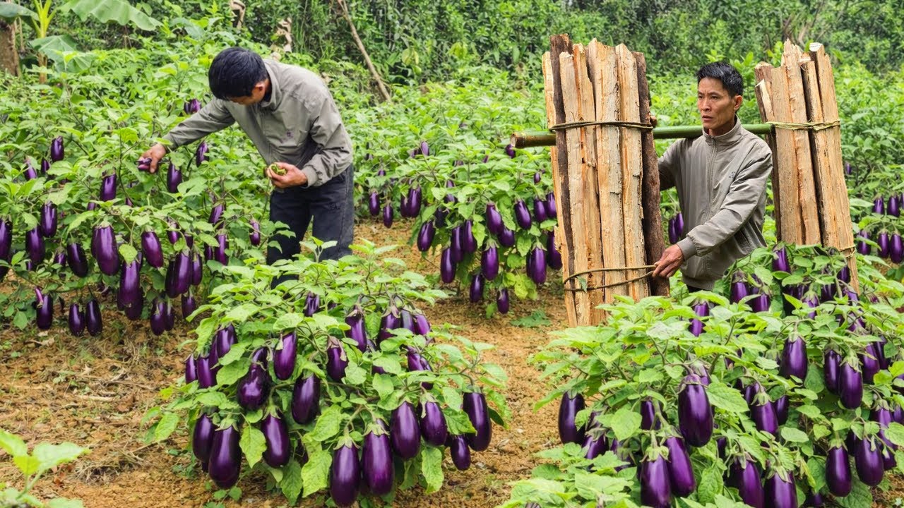 Farm Secrets Revealed: Perfect Eggplant Harvest & Smart Firewood Prep for Winter
