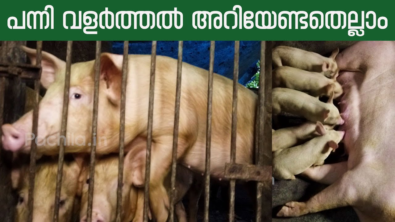 കേരളത്തിലെ ഏറ്റവും മികച്ച യുവ പന്നിവളർത്തൽ ബ്രീഡിങ്ങ് ഫാം /Pig farming Success Story #pigfarm