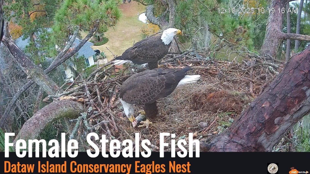 Dataw Island Conservancy Eagles -  Female Steals Fish 12/18/25
