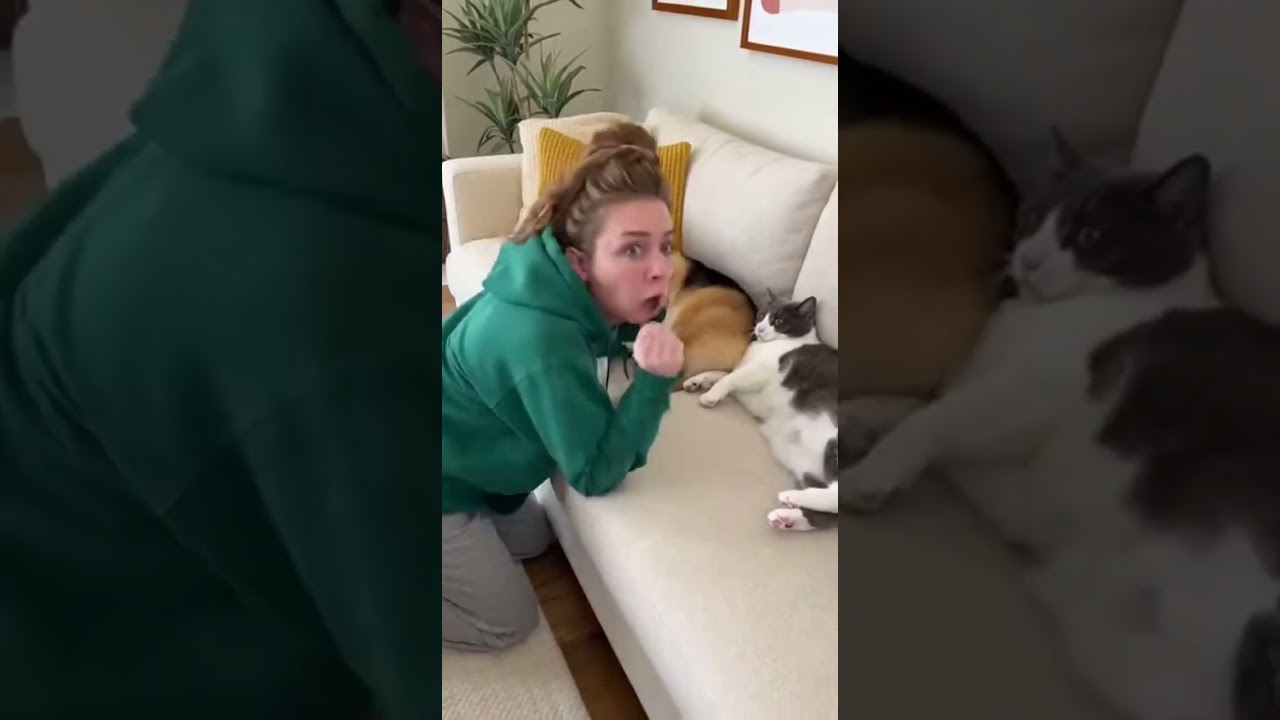 Doorbell Nah, just a Chihuahua! 😂🐾 