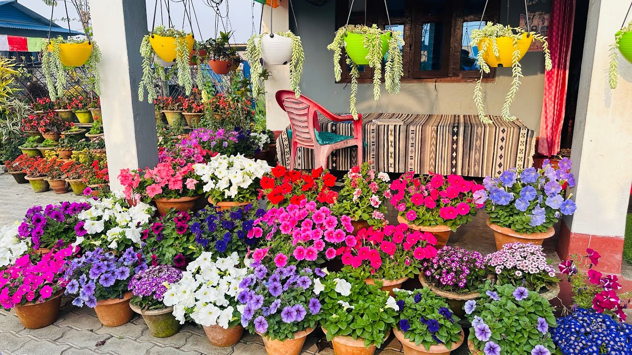 Best Home Decor with Pitunia Flowers 💐#highlights  #pitunia #homedecor #homegarden #vlog #viral 
