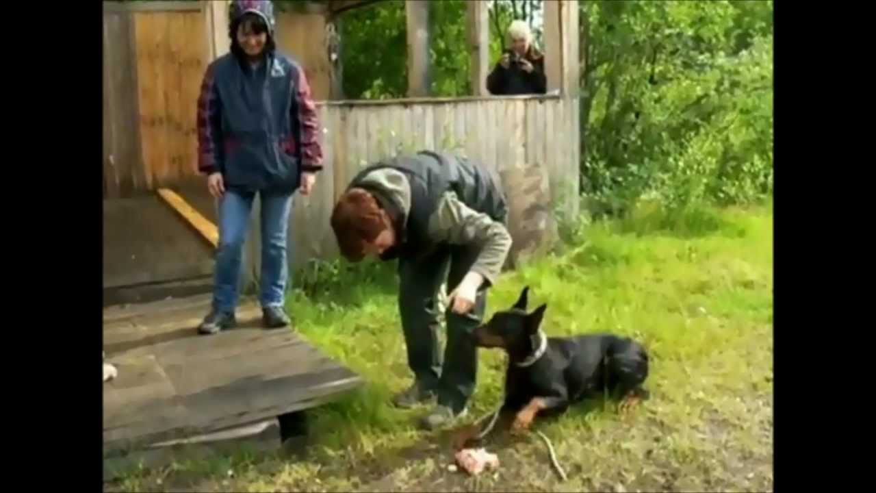 Dobermann Sant Kreal Femida