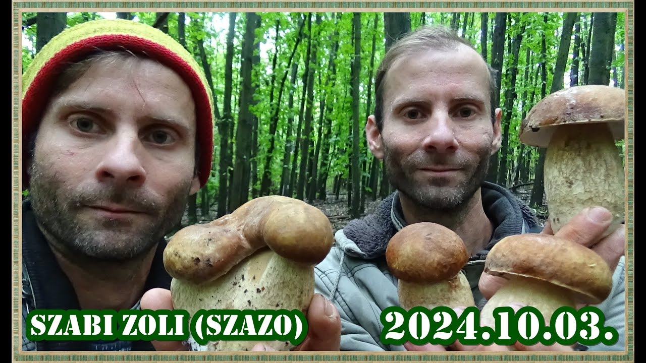 Az egyik helyen eltűnt a másiknál feljött a bronzos vargánya! Szabi Zoli (szazo)
