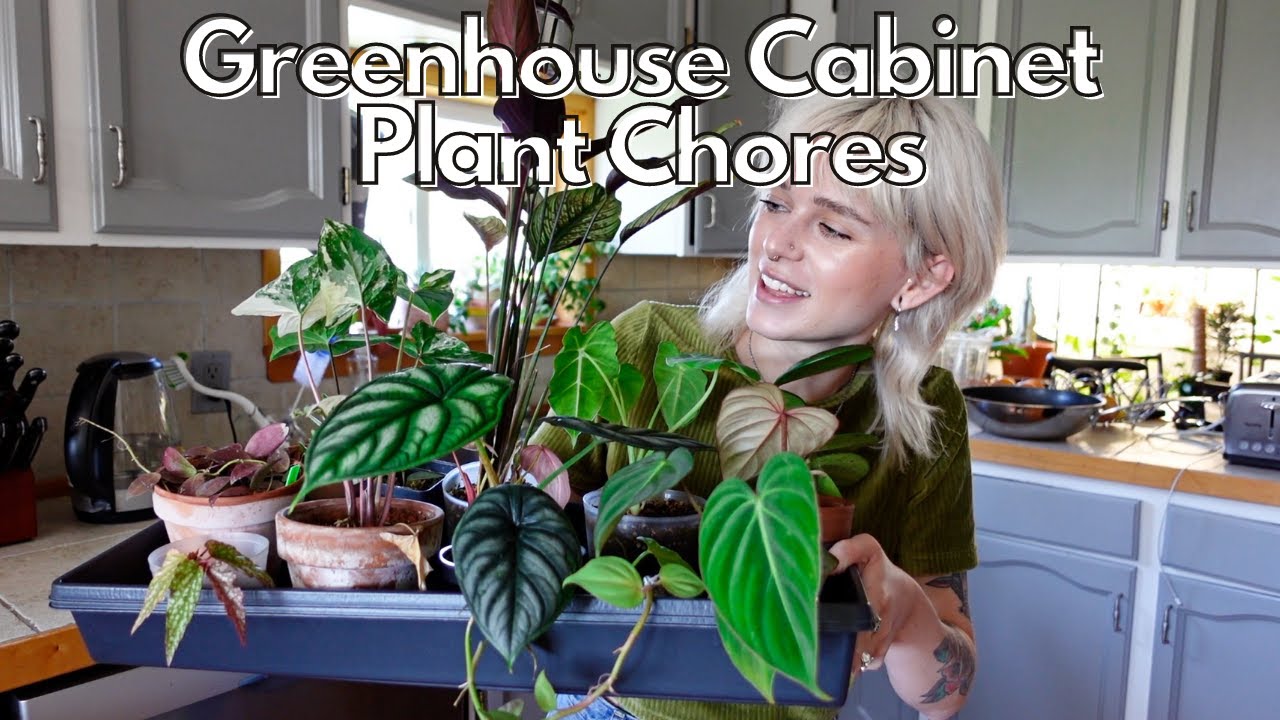 Plant Chores: Ikea Greenhouse Cabinet Edition (watering/fertilizing, cleaning glass, organizing)