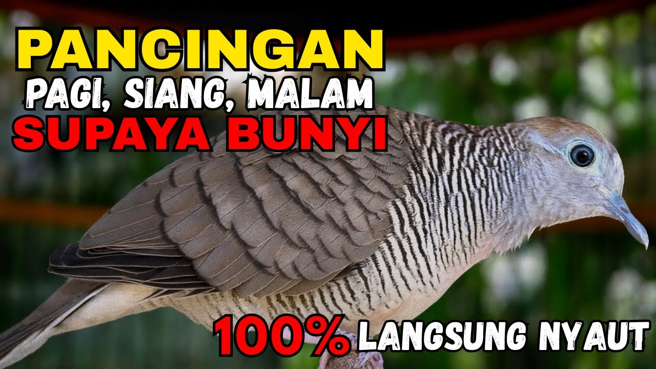 Perkutut Lokal Gacor Suara Paling Ampuh Untuk Pancingan Burung Perkutut Agar Bunyi.