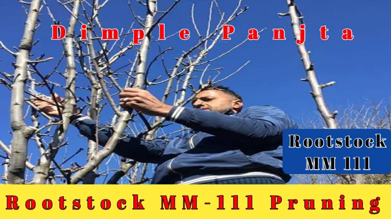 MM-111 Rootstock Pruning Session | HDP Pruning | Himalayan Farming | Dimple Panjta | Must Watch