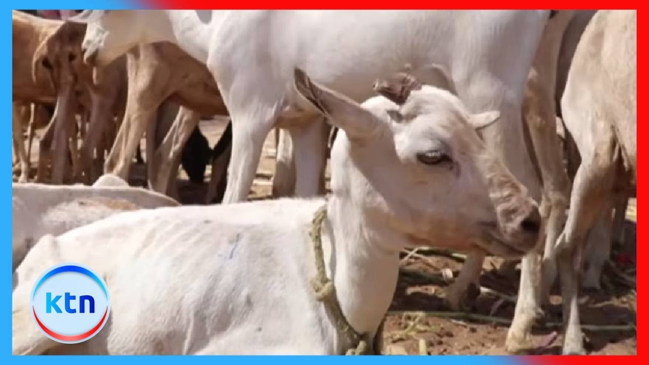 Over 25,000 livestock dead as drought bites in Mandera