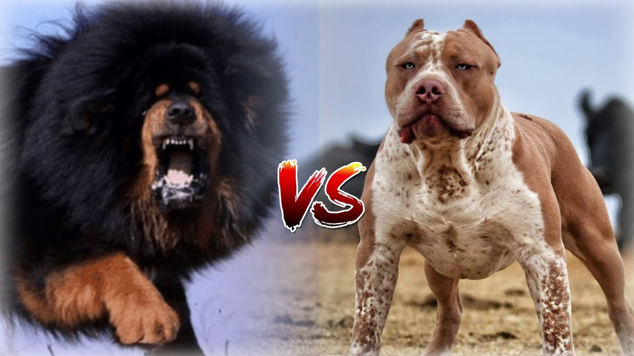 Pitbull VS Tibetan Mastiff  - Guard Dog. Who's better?