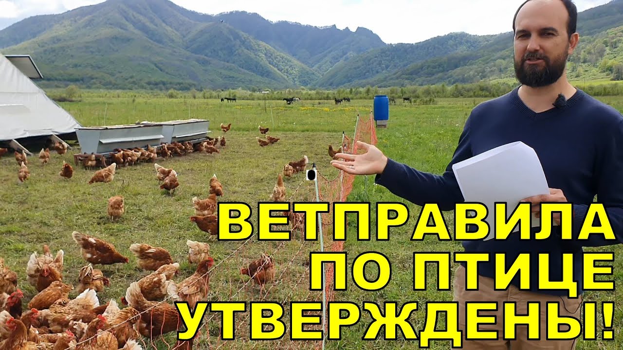 ВАЖНО! УТВЕРЖДЕНЫ НОВЫЕ ВЕТПРАВИЛА ПО ПТИЦЕ! СУПЕР РЕЗУЛЬТАТЫ!