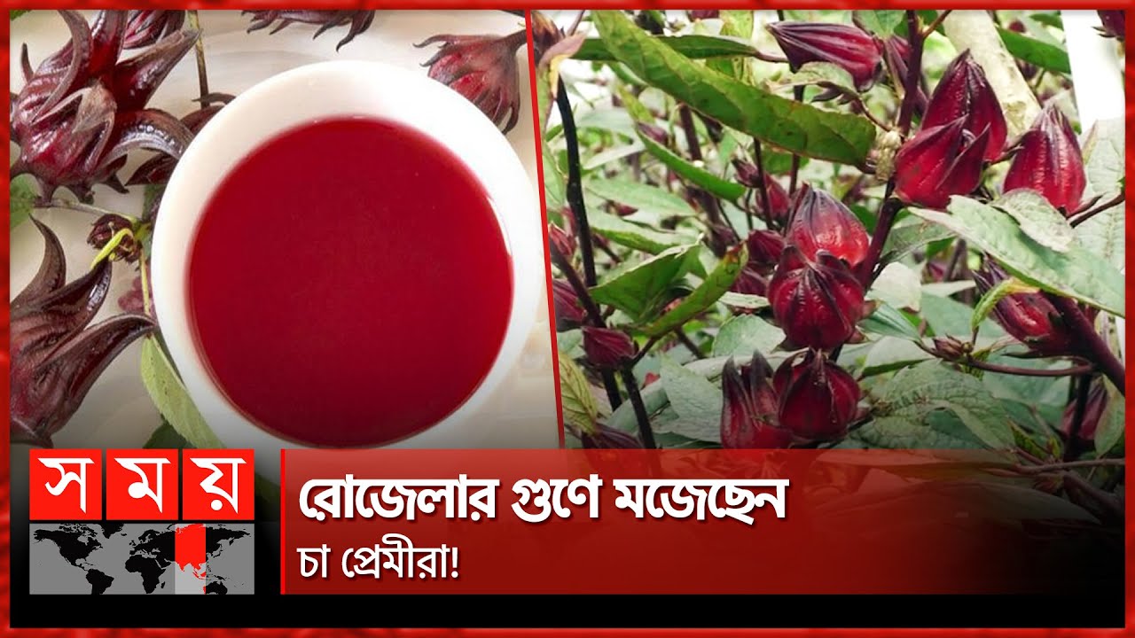 কীভাবে তৈরি হয় রোজেলা চা? | Rosella Tea | Natore News | Tea | Healthy Life | Somoy TV