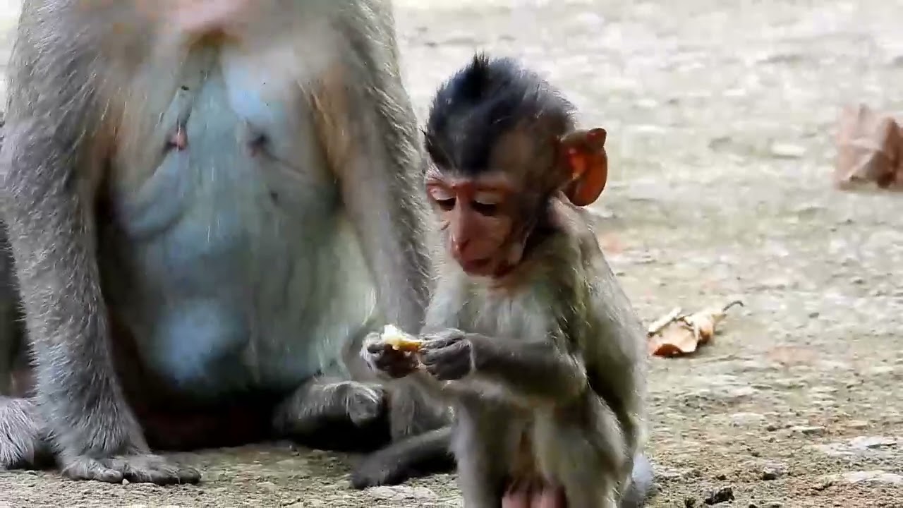 Monkey Grab In Cambodia Good All Monkeys In Khmer #095