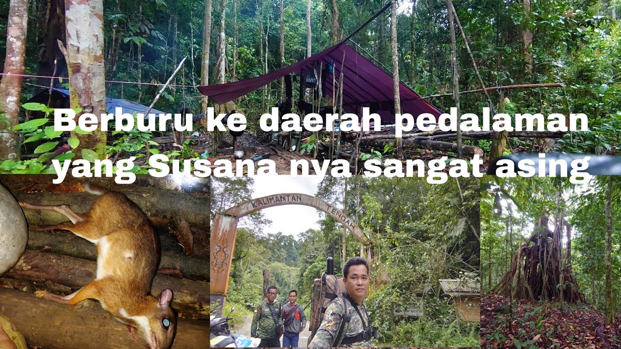 camping berburu 4 hari 4 malam di hutan pedalaman Kalimantan tengah#bertahanhidupdihutan#camping