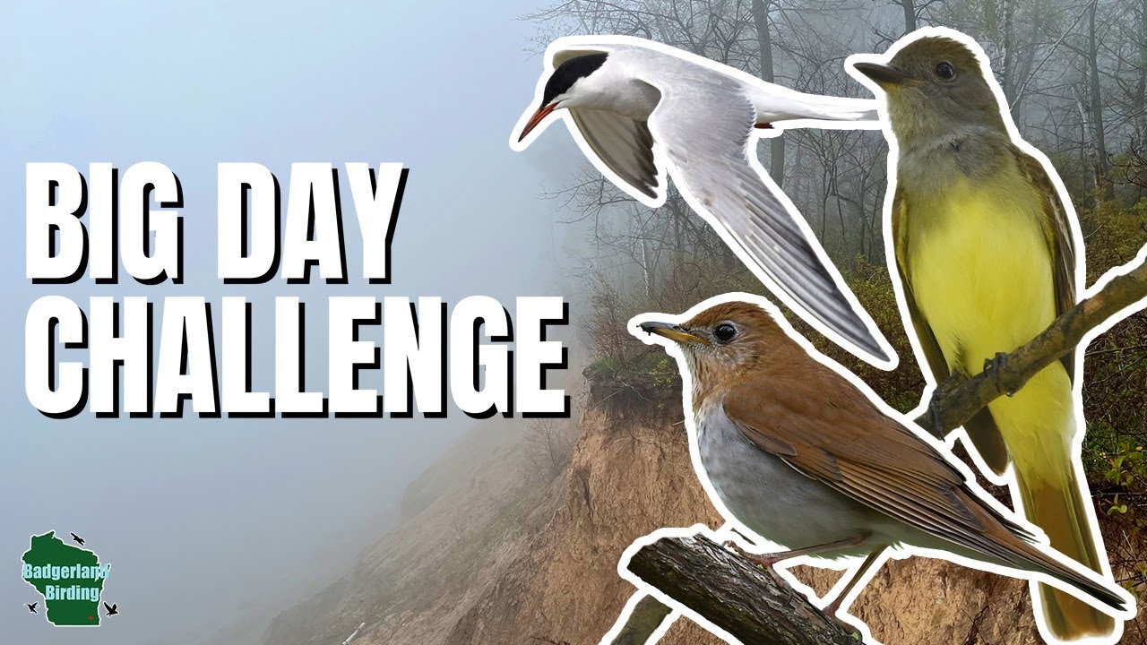 Can We Find 150 Bird Species in 24 Hours?!