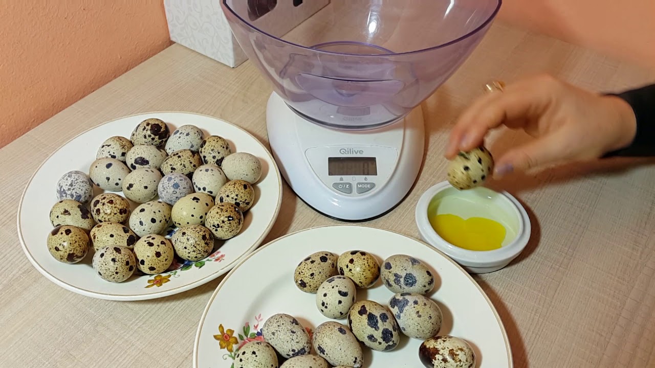 Какие яйца нужны для инкубации? Отбор перепелиных инкубационных яиц (вес, форма, окрас, размер)