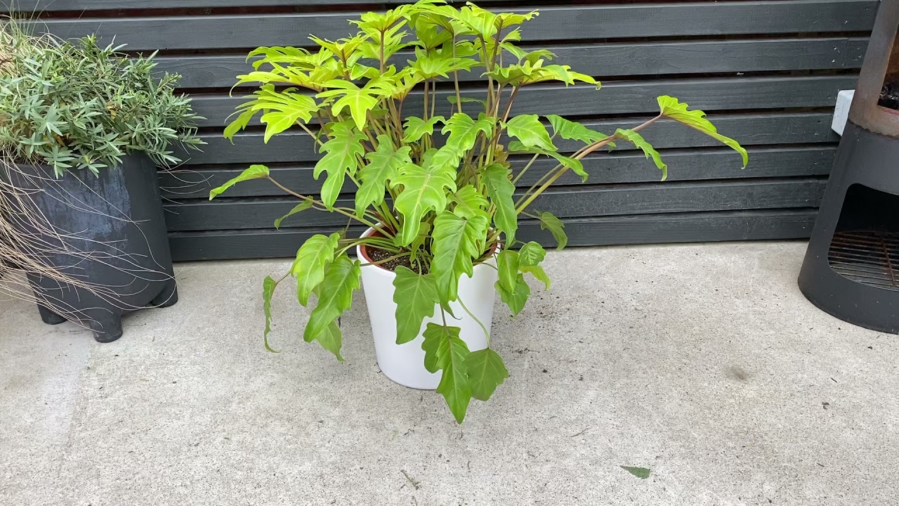 60cm Philodendron Xanadu Lemon | Rare House Plants | 27cm Pot | 60cm Height