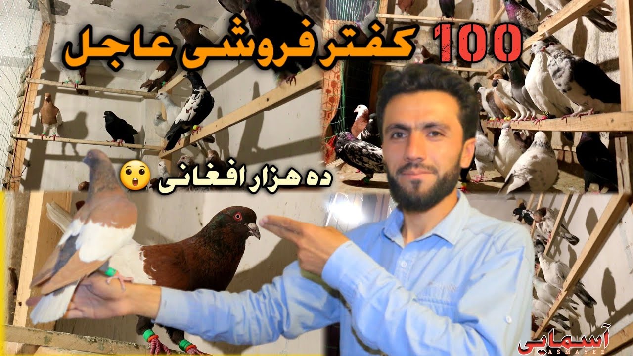 ۱۰۰ کفتر فروشی/ مناسب بخاطر شوق و خرید / بشتابید فرصت کوتاه است/ یک کفتر ده هزار افغانی