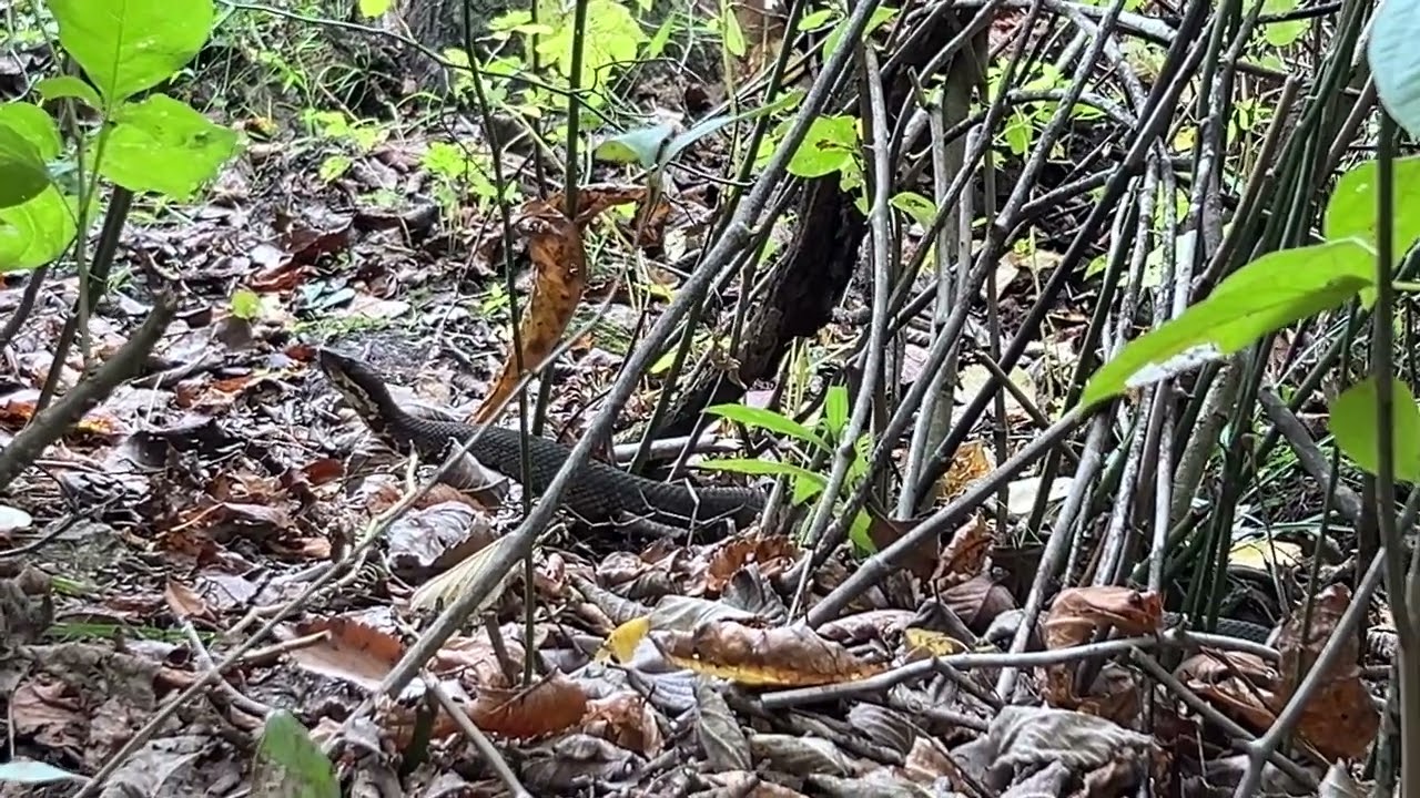 Two Cottonmouths with one Cotton leaving. Snake Road,IL 100425