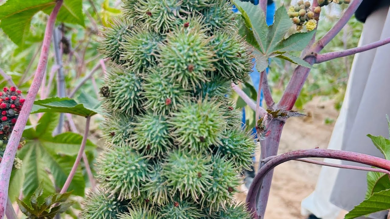 Traditional rooftop food and Pakistan solar and gold Arshad 