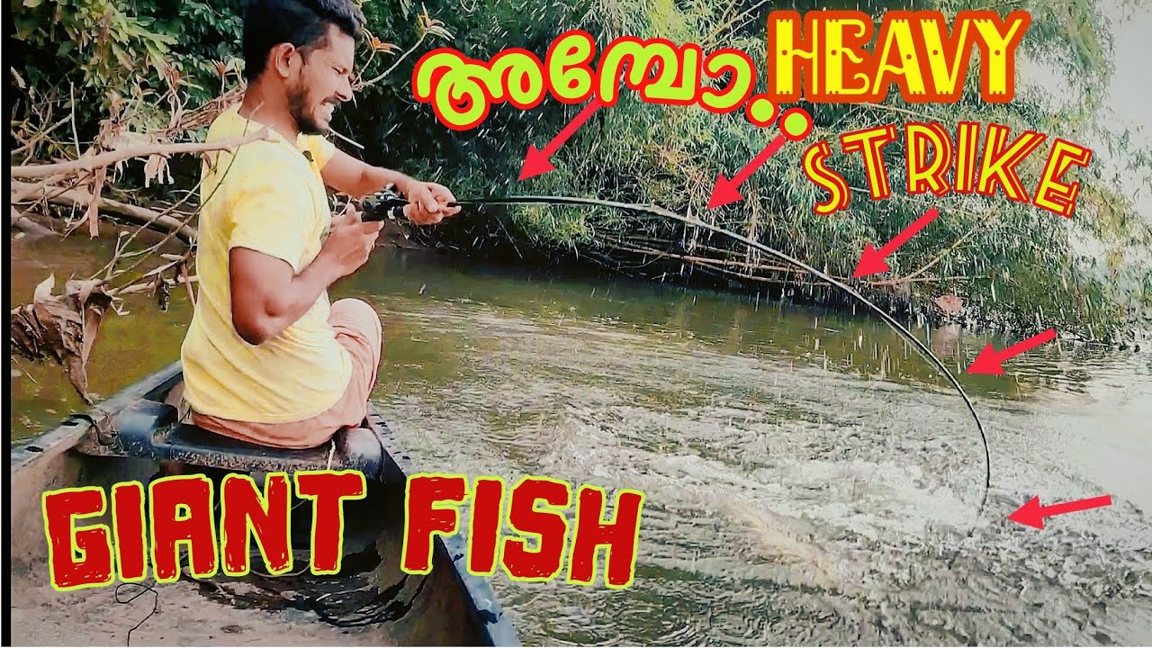 Snakehead fishing ലഹരിയിൽ ... കിടിലം fight . Heavy snakehead . Gaint fish catching .@fly fishing.