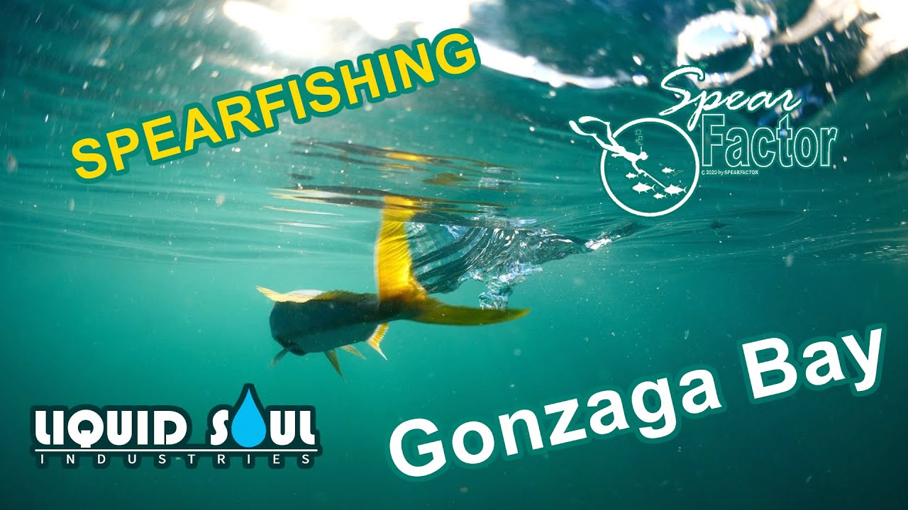 Spearfishing Gonzaga Bay | Liquid Soul Industries | Baja, Mexico