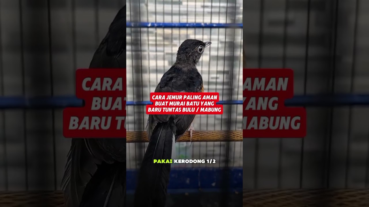 murai trotol #muraibatumedan #kicaumania