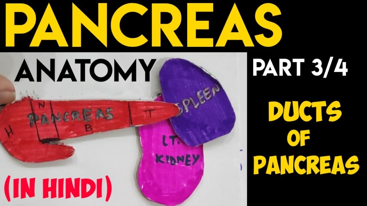 Ducts of Pancreas | Pancreas Anatomy (3/4) | Abdomen Anatomy