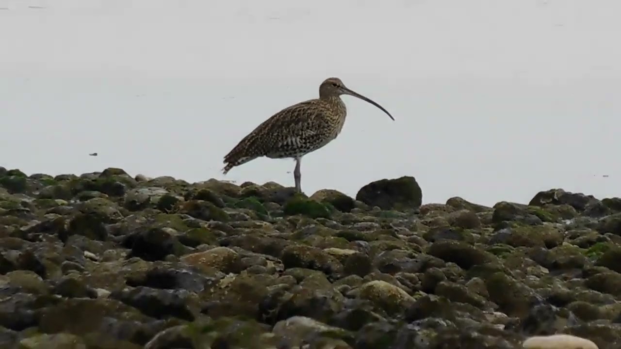 Curlew