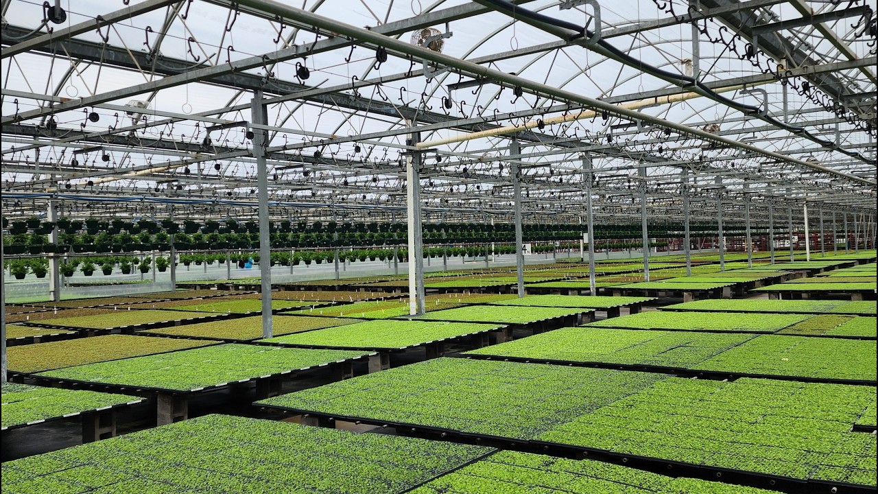 Bob's LIVE: Seedling Update