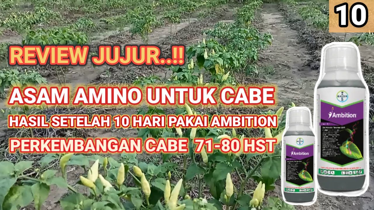 HASIL PEMAKAIAN ASAM AMINO UNTUK CABE KERDIL | Ambition