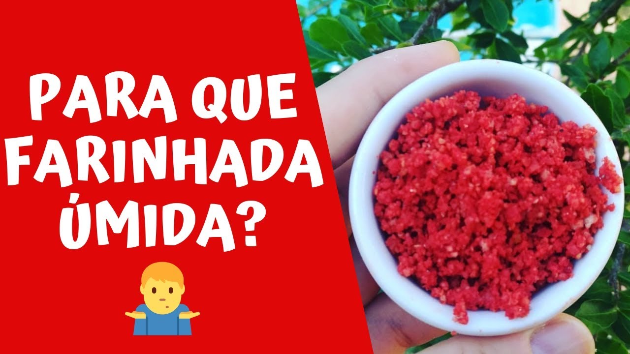 Devo oferecer FARINHADA úmida para os CANÁRIOS? - Canaril Qualità