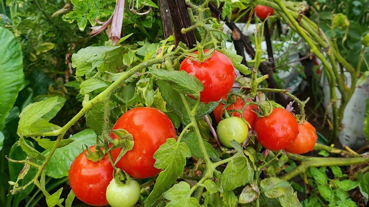 || ☀गर्मियों☀ की 🥒सब्जियां🍆 लगाना शुरू करें 🙏|| बची हुई ❄WINTER❄ की 🍅सब्जियों🍓 की अपडेट ||