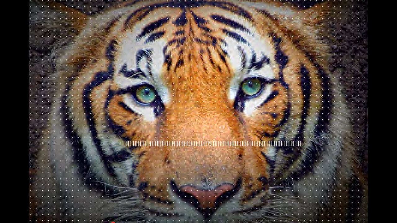 Global Tiger Day 2021 Score For Tigers Take Action Video