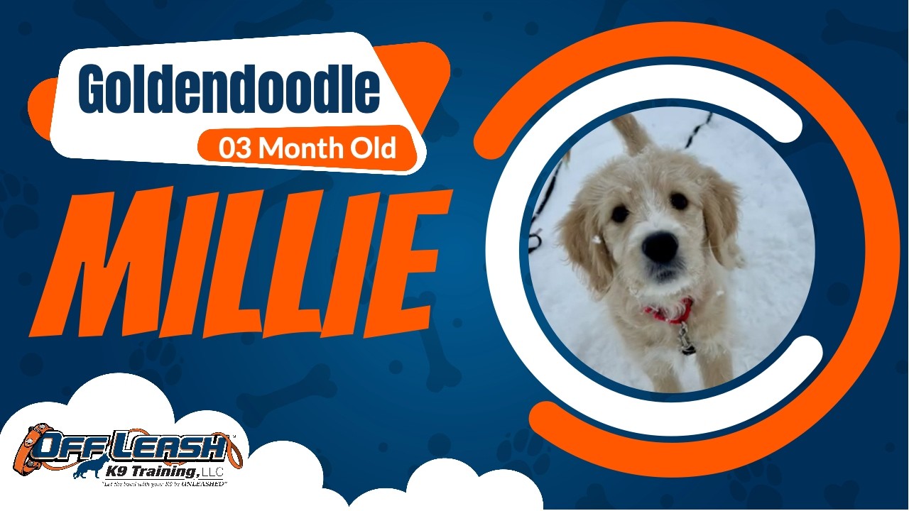 Goldendoodle, 3 m/o, Millie | Best Puppy Training | Off Leash K9 Training