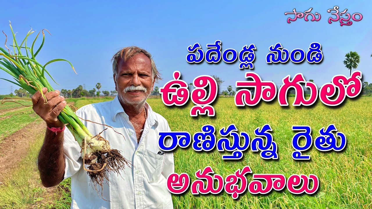 Onion Cultivation in Telugu | ఉల్లిగడ్డ సాగు విధానం | ఉల్లిపాయ సాగు చేయడమెలా? | Sagu Nestham |