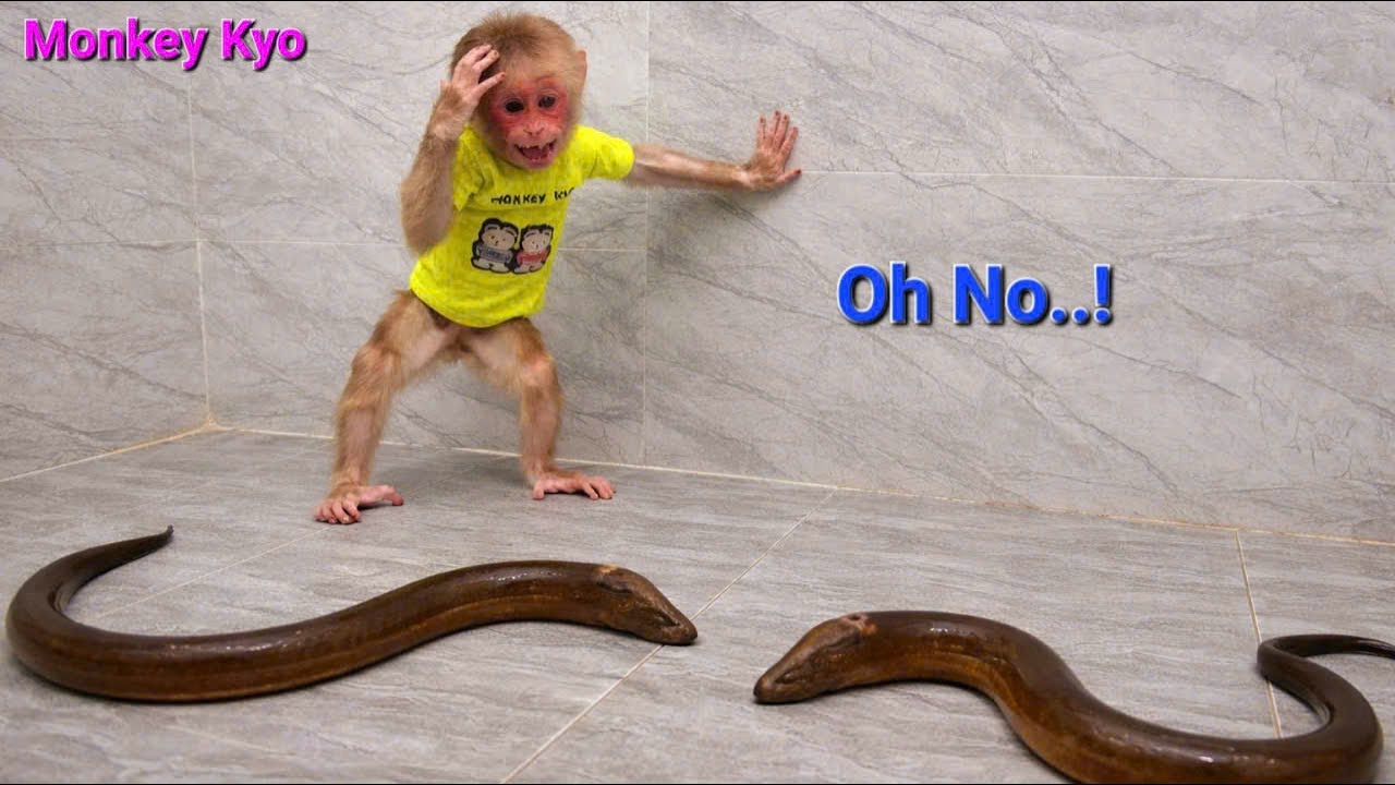 Monkey Kyo was shocked by huge eels in the bathroom&hellip; She reacted fast!