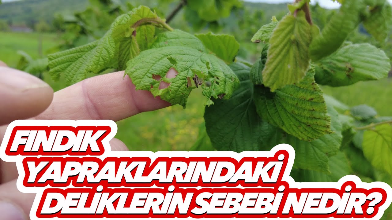 YAPRAKLARDAKİ SORUN NEDİR | BU SENE UYGULAYACAĞIM GÜBRELER NELERDİR?